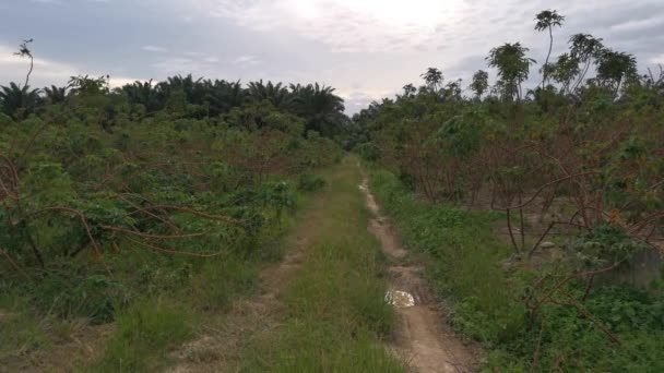 Timelapse Daytime Blue Moving Cloudy Sky Tapioca Farm Countryside — Videoclip de stoc