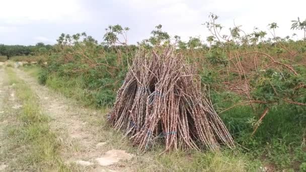 Tarım Çiftliğindeki Tapyoka Sapının Üst Üste Yığıldığı Görüntüler — Stok video