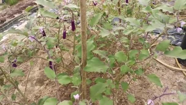 Bahçede Büyüyen Minyatür Patlıcanın Görüntüleri — Stok video