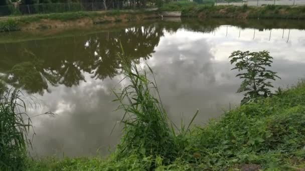 Footage Reflection Pond Gloomy Cloudy Morning — Stock Video