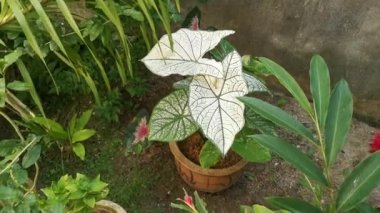 Caladium bicolor fabrikasının görüntüleri
