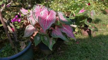 Caladium bicolor fabrikasının görüntüleri
