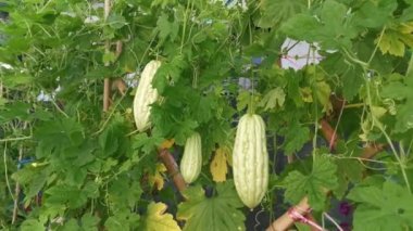 Sert kabak derisinden sarkan yeşil kabağın görüntüleri