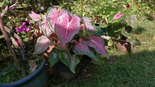 Beeldmateriaal Van Caladium Bicolor Plant — Stockvideo