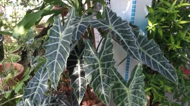 Aufnahmen Der Zweifarbigen Caladium Pflanze — Stockvideo