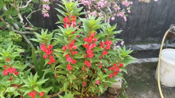 Footage Garden Blooming Impatiens Balsamina Flowers — Stock Video