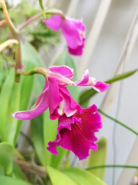 Close Shot Bamboo Orchid — Stock Photo, Image