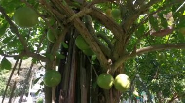 Yaygın Crescentia cujete calabash ağacının görüntüleri