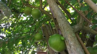 Yaygın Crescentia cujete calabash ağacının görüntüleri