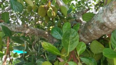 Ağaçta asılı duran Artocarpus tamsayı meyvelerinin görüntüleri..
