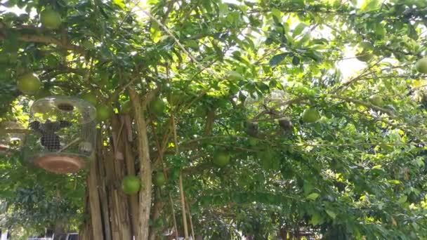 Imagens Crescentia Comum Cujete Calabash Árvore — Vídeo de Stock