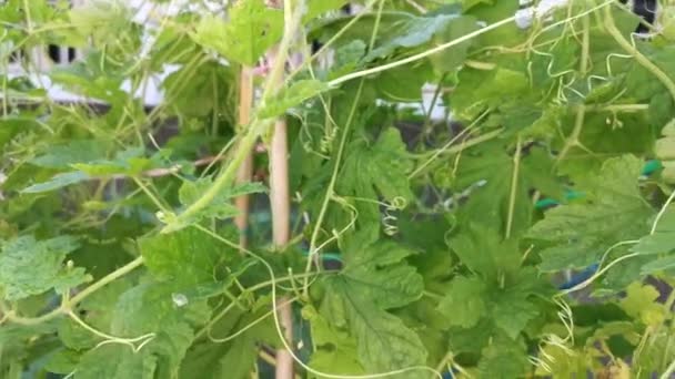 Material Archivo Calabaza Amarga Piel Verde Colgando Áspera — Vídeos de Stock