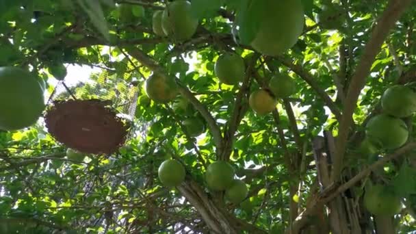 Bilder Den Gemensamma Crescentia Cujete Calabash Träd — Stockvideo