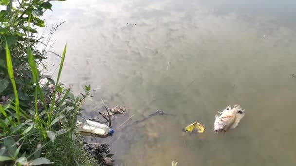 河堤上漂浮着死鱼的镜头 — 图库视频影像