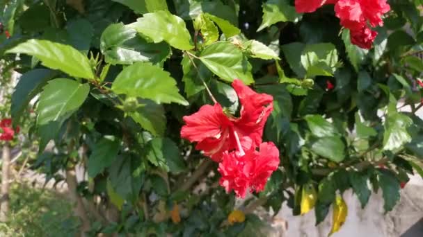 Materiał Filmowy Hybryd Hibiscus Rosa Sinenis Flower — Wideo stockowe