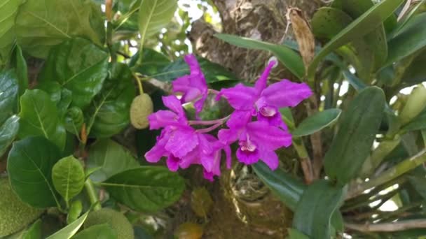Séquences Orchidée Magenta Arundina Graminifolia — Video