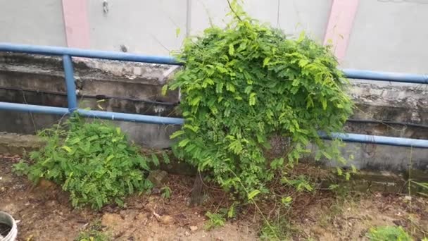 Imagens Planta Escalada Folheada Pinada Leguminosae Verde — Vídeo de Stock