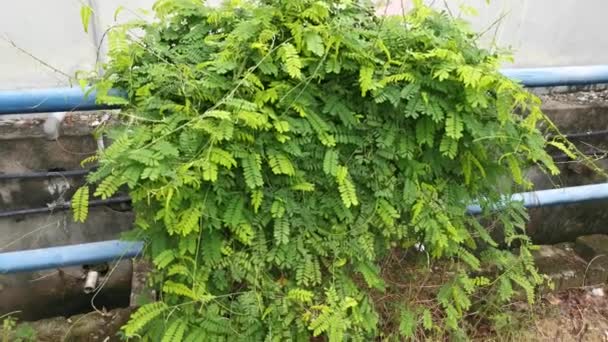 Imagens Planta Escalada Folheada Pinada Leguminosae Verde — Vídeo de Stock