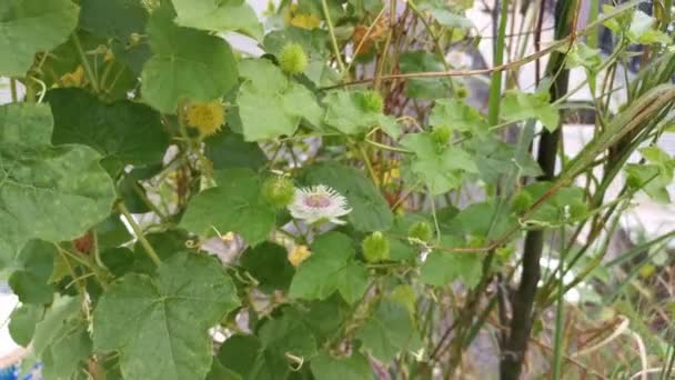 Imágenes Planta Passiflora Foetida Silvestre — Vídeos de Stock