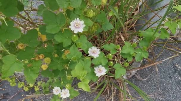 Imágenes Planta Passiflora Foetida Silvestre — Vídeo de stock