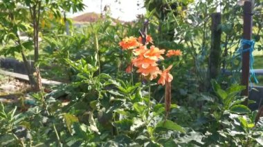Aphelandra Crossandra bitkisinin görüntüleri.