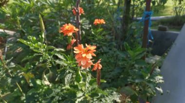 Aphelandra Crossandra bitkisinin görüntüleri.