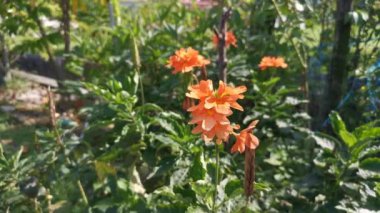 Aphelandra Crossandra bitkisinin görüntüleri.