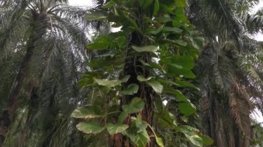 Palmiye ağacında sürünen vahşi epipremnum aureum görüntüsü..