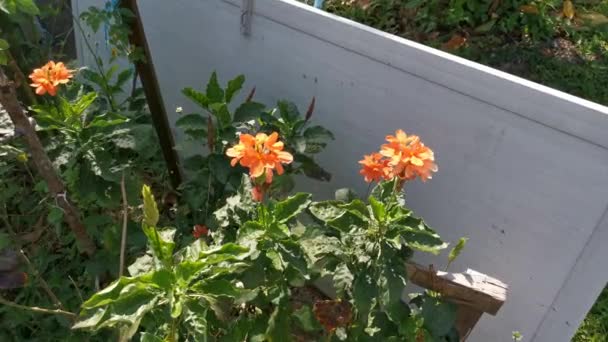 Metraje Planta Afelandra Crossandra — Vídeos de Stock