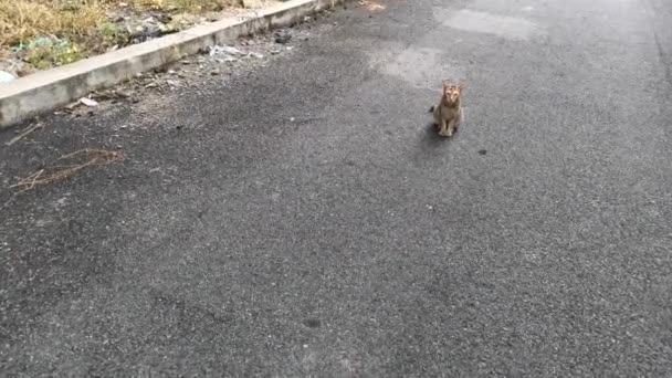 街上那只肮脏的流浪猫的镜头 — 图库视频影像