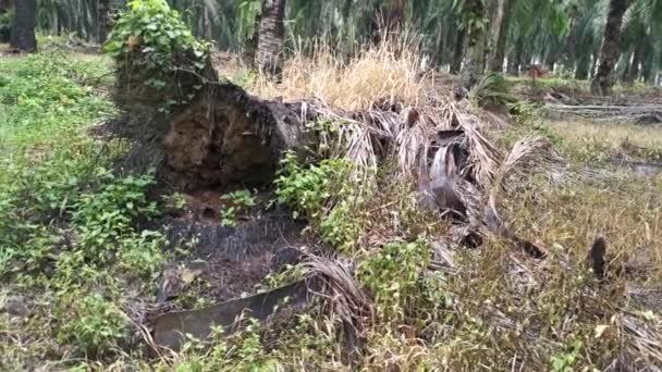 Images Plantes Vertes Sauvages Germant Décomposition Des Branches Palmier Effondré — Video