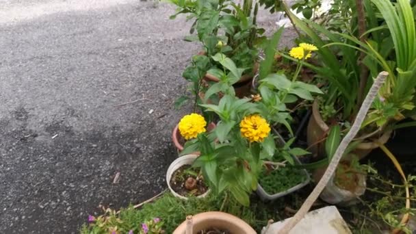 Imagens Flor Zinnia Elegans Amarelo — Vídeo de Stock