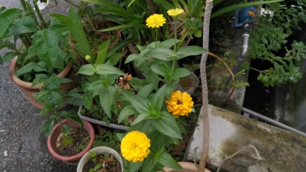 Imágenes Flor Amarilla Zinnia Elegans — Vídeos de Stock