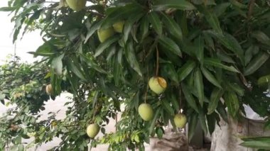 Olgunlaşmamış yeşil mangoların ağaç dalında asılı görüntüleri..