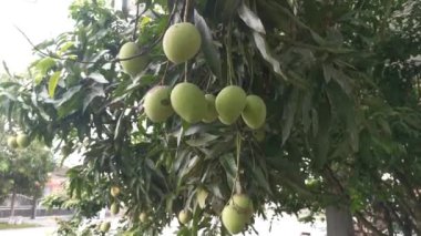 Olgunlaşmamış yeşil mangoların ağaç dalında asılı görüntüleri..