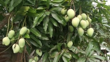 Olgunlaşmamış yeşil mangoların ağaç dalında asılı görüntüleri..