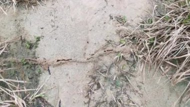 Dokumacı karınca grupları için yapraklı yuvanın görüntüleri.