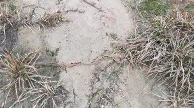 Dokumacı karınca grupları için yapraklı yuvanın görüntüleri.