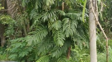 Ağacın üzerinde sürünen büyük yapraklı canavarın görüntüleri.