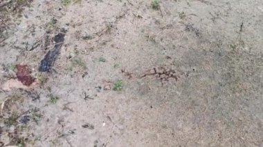 Dokumacı karınca grupları için yapraklı yuvanın görüntüleri.