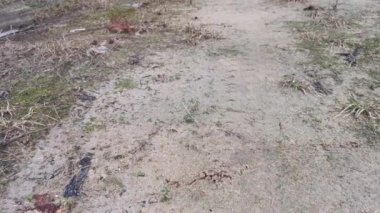 Dokumacı karınca grupları için yapraklı yuvanın görüntüleri.