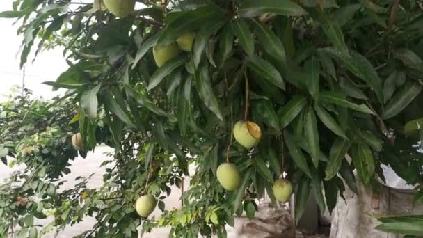 Metraje Del Mango Verde Inmaduro Colgado Rama Del Árbol — Vídeos de Stock
