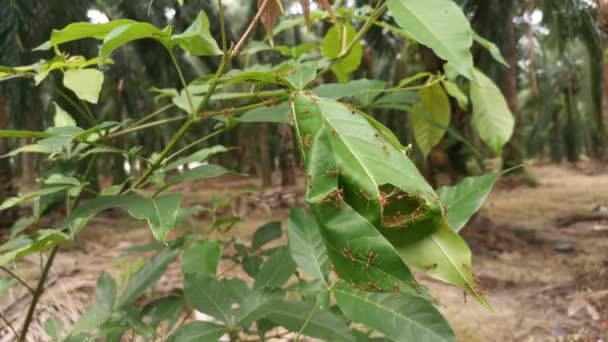 Des Images Piste Sablonneuse Nid Petites Fourmis Feu Tropicales Rouges — Video