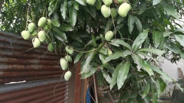 Olgunlaşmamış Yeşil Mangoların Ağaç Dalında Asılı Görüntüleri — Stok video