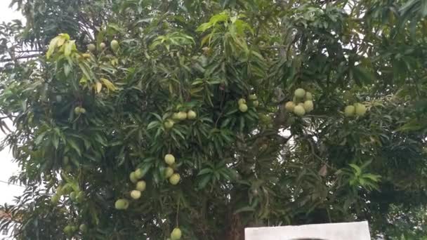 Olgunlaşmamış Yeşil Mangoların Ağaç Dalında Asılı Görüntüleri — Stok video