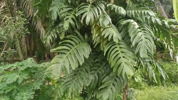 木の上を這う大きな緑豊かなモンスタージャのおいしい植物の映像 — ストック動画