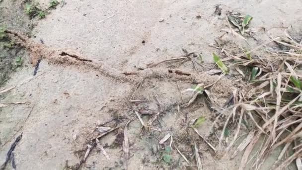 Aufnahmen Des Laubnestes Für Die Weberameisengruppen — Stockvideo