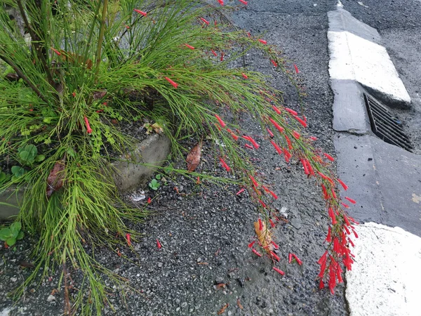 Bunch Tiny Red Firecracker Flowerly Plant — Stock Photo, Image