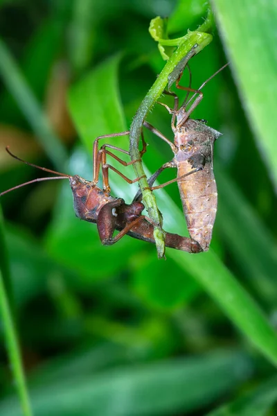 Microshot Coreidae Breeding — 스톡 사진