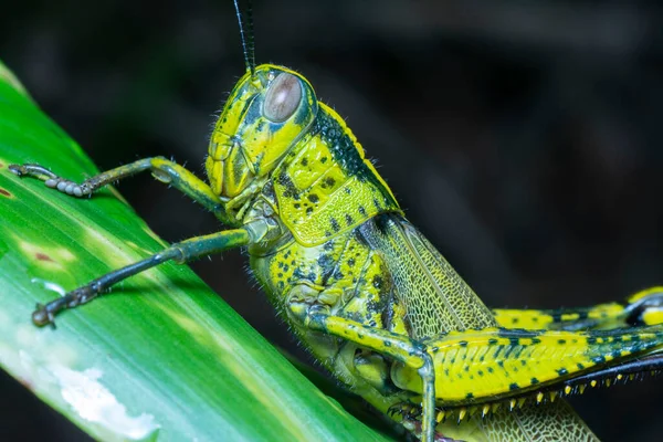 Close Shot Short Horned Grasshopper — Stock Photo, Image